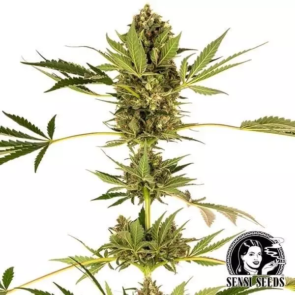 View Himalayan CBD variedad de Sensi Seeds - Grow Barato