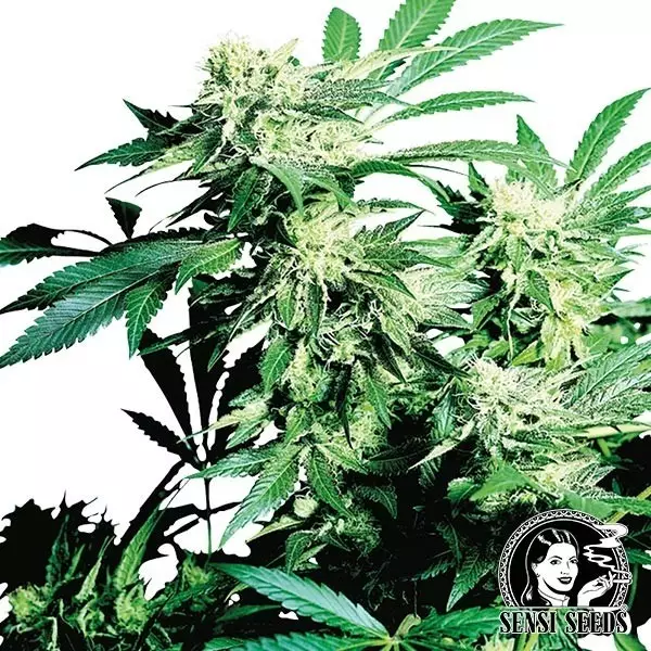 View Skunk Kush by Sensi Seeds - Grow Barato