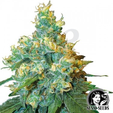 Jack Herer Regular marijuana plant