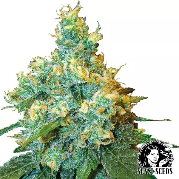 View Jack Herer Regulares de Sensi Seeds - GB The Green Brand