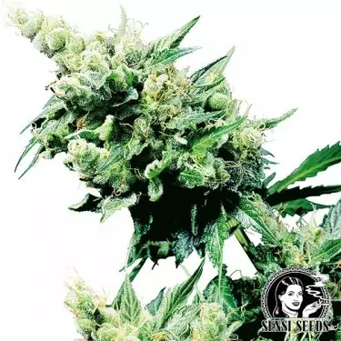 Hash Plant | Comprar Semillas Marihuana - Grow Barato