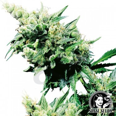 Hash Plant Regular cannabis plant