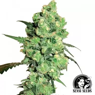 Super Skunk Regular marijuana plant