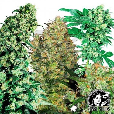 Indoor Mix cannabis plant