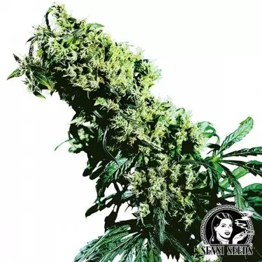 Northern Lights 5 x Haze by Sensi Seeds - GB