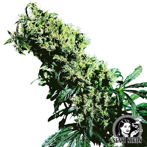 Northern lights 5 x Haze regular