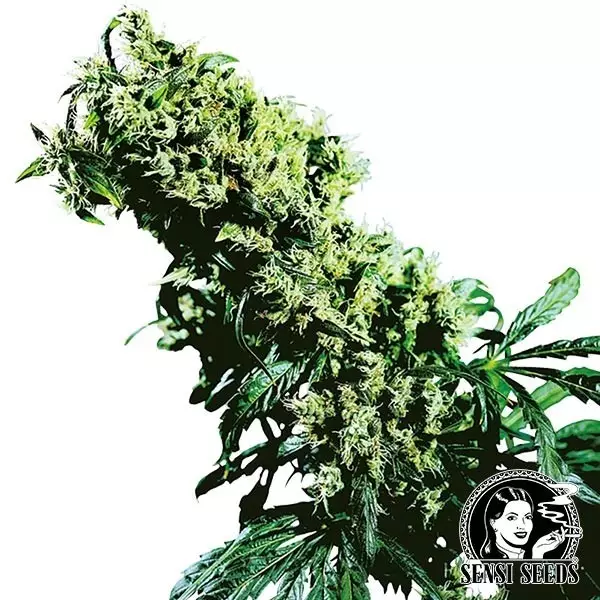 View Northern lights 5 x Haze regular