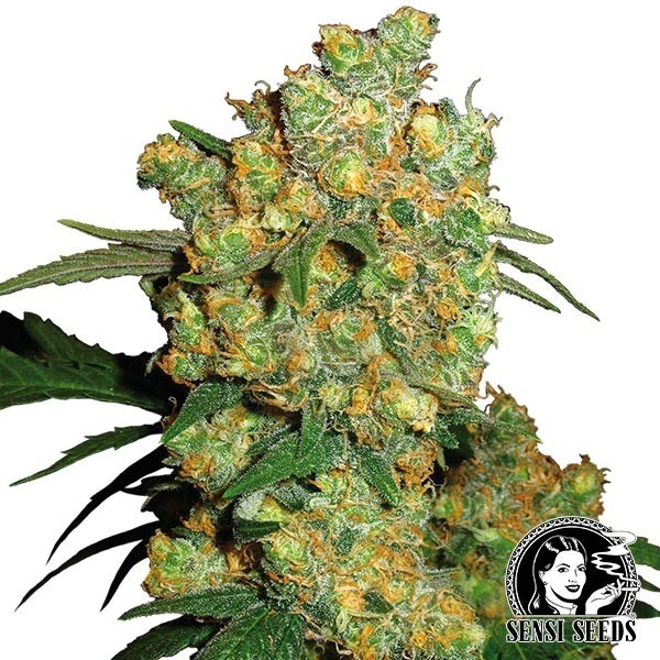 Big Bud Regular cannabis plant