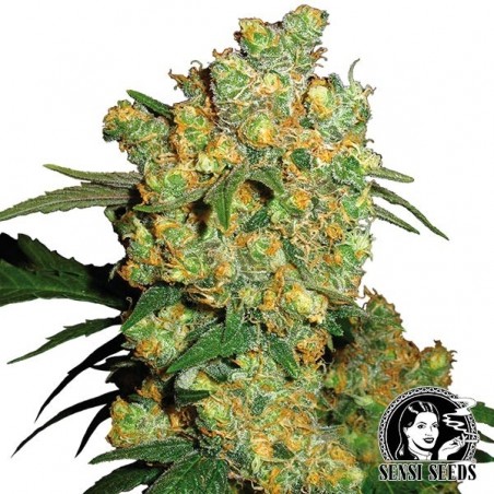 Big Bud semillas regulares de Sensi Seeds - Grow Barato