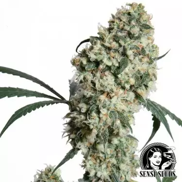 Ed Rosenthal Super Bud Regular cannabis plant
