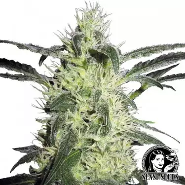 Silver Haze Regular cannabis plant