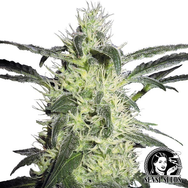 View Silver Haze® Regular de Sensi Seeds - Grow Barato