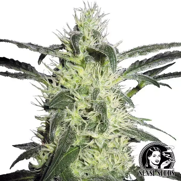 View Silver Haze Regular cannabis plant