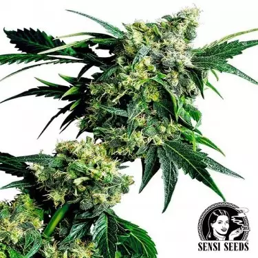 Mr.Nice G13 x Hash Plant Regular Sensi Seeds - GB The Green Brand