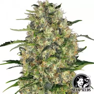 Black Domina Regular de Sensi Seeds - GB The Green Brand