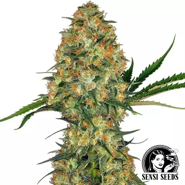View Hindu Kush Regulares de Sensi Seeds - GB The Green Brand