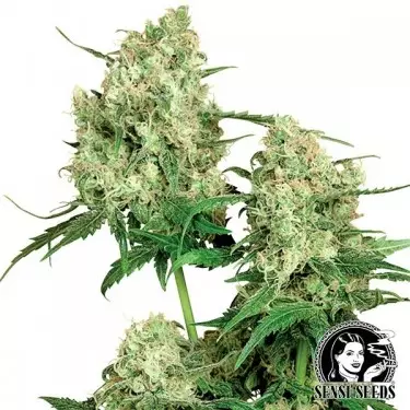 Maple Leaf Indica Regulares por Sensi Seeds - GB The Green Brand