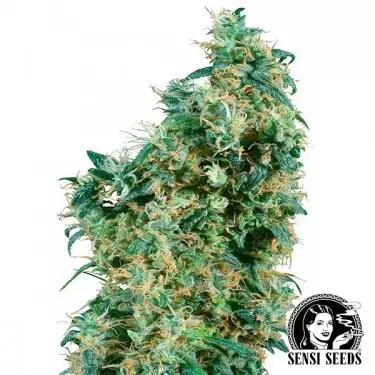 First Lady Regular marijuana plant