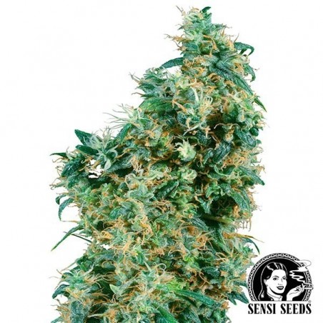 First Lady Regular Semillas Sensi Seeds - Grow Barato