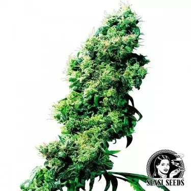 Four Way Regular cannabis plant