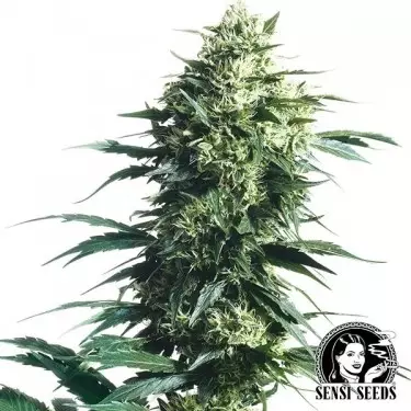 Mother's Finest Regular de Sensi Seeds - GB The Green Brand