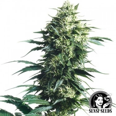 Mother's Finest Regular de Sensi Seeds - Grow Barato
