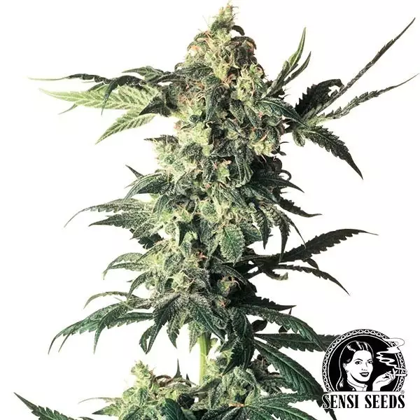 View Northern Lights regular