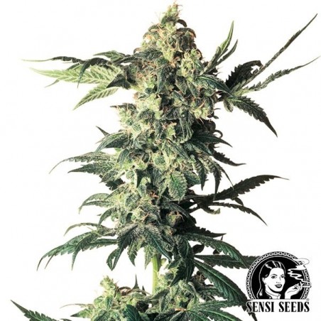 Northern Lights regular