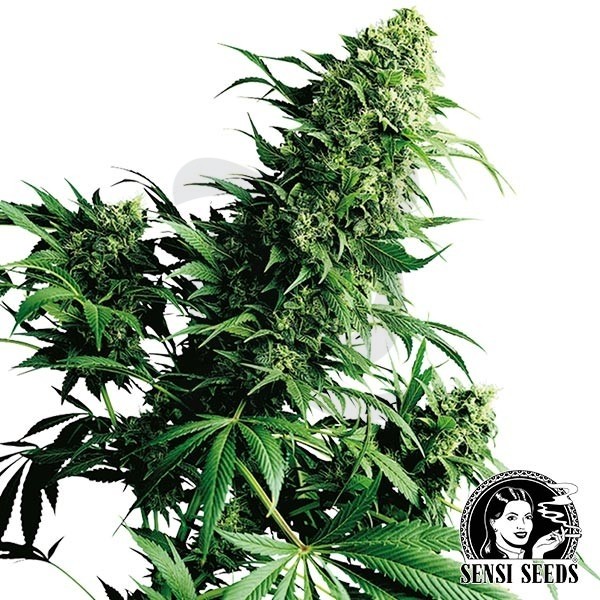 Shiva Shanti II cannabis plant