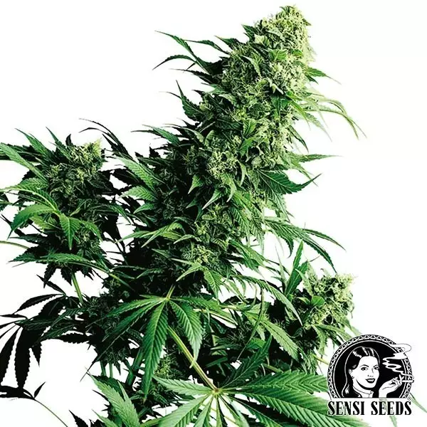 Shiva Shanti II Shiva Shanti II cannabis plant