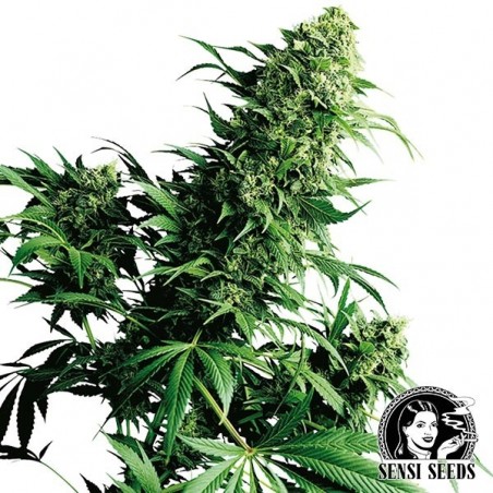 Shiva Shanti II Regular de Sensi Seeds - Grow Barato