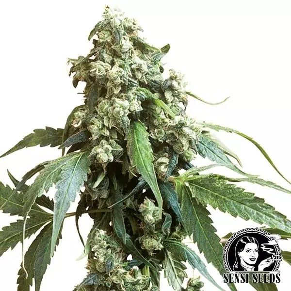 View Jack Flash Regulares de Sensi Seeds - Grow Barato