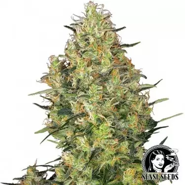 Shiva Skunk® Regular por Sensi Seeds - GB The Green Brand