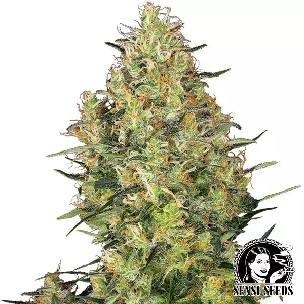 View Shiva Skunk® Regular por Sensi Seeds - GB The Green Brand