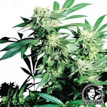 Skunk Kush Regulares por Sensi Seeds - GB The Green Brand