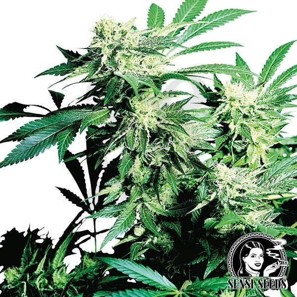 Skunk Kush Regular cannabis plant