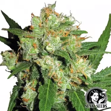 Sensi Skunk Regulares por Sensi Seeds - GB The Green Brand