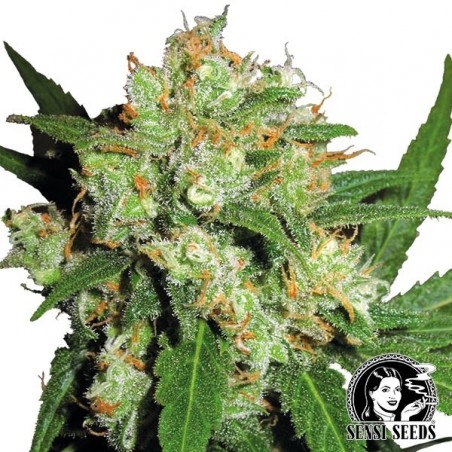 Sensi Skunk regular