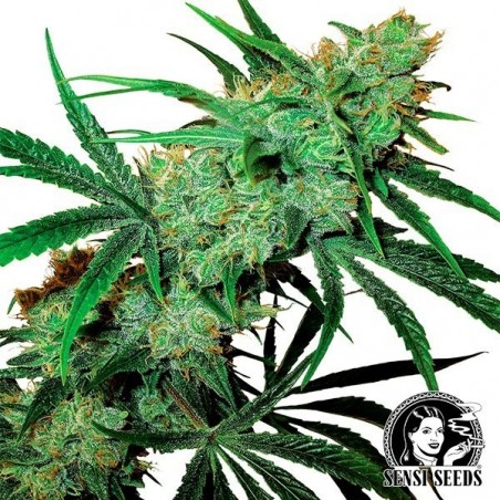 Fruity Juice Regular de Sensi Seeds - Grow Barato