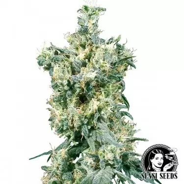 American Dream Regular de Sensi Seeds - Grow Barato