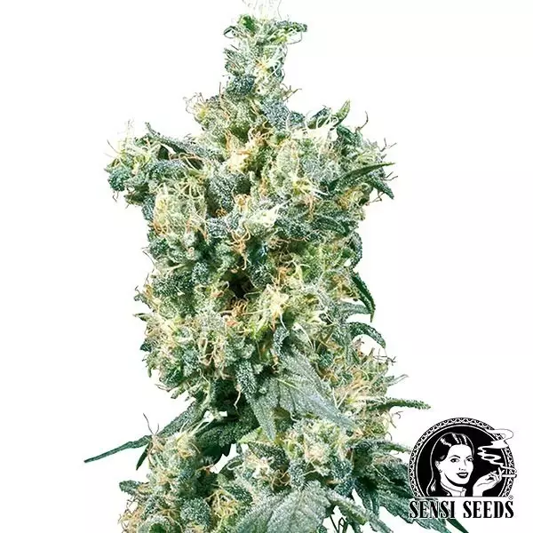 View American Dream Regular de Sensi Seeds - Grow Barato