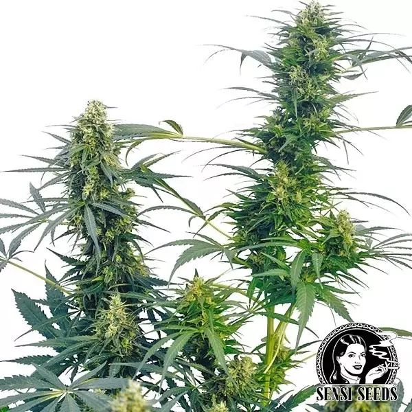 View Guerrilla´s Gusto Regular de Sensi Seeds - Grow Barato