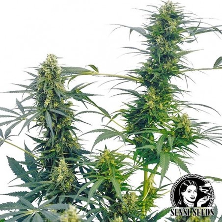 Guerrilla´s Gusto Regular de Sensi Seeds - Grow Barato