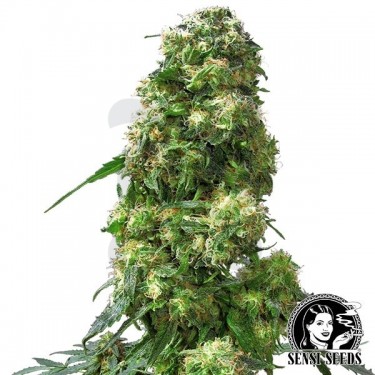 Early Skunk Regular cannabis plant