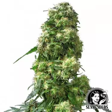 Early Skunk regulares de Sensi Seeds - Grow Barato