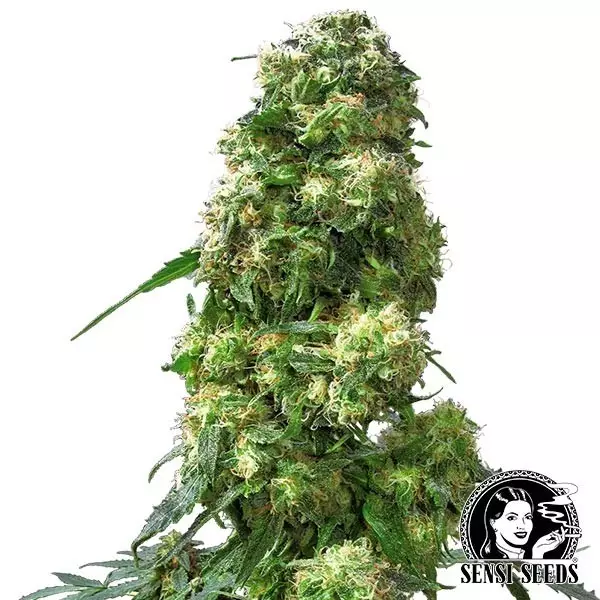 View Sensi Seeds regular cedo Skunk - GB The Green Brand