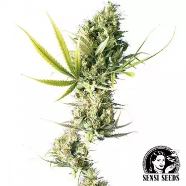 Durban semillas regulares de Sensi Seeds - Grow Barato