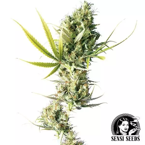 View Durban semillas regulares de Sensi Seeds - Grow Barato