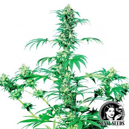 Early Girl Regular Semillas Sensi Seeds - Grow Barato