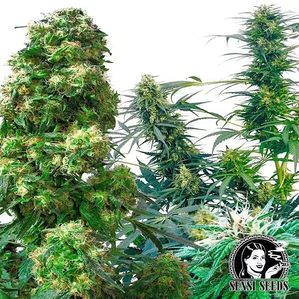 Outdoor Mix Regulares de Sensi Seeds - Grow Barato